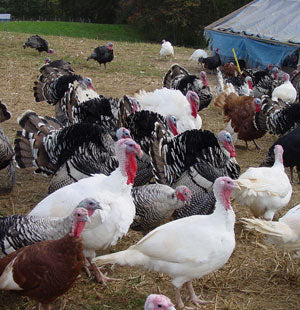 Rochester Hatchery Ordering